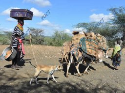 Pastoralists Migration